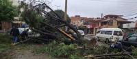 Enorme árbol cae sobre un micro  en la avenida Circunvalación