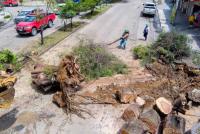 Al menos 10 árboles cayeron producto de intensas lluvias