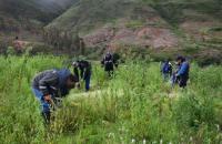 Colocan 15 mil plantines en  tres comunidades de Totora