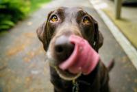 Altas temperaturas pueden afectar  seriamente la salud de las mascotas