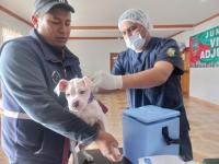 Vacunarán a mascotas en  Feria Itinerante de Villa Adela