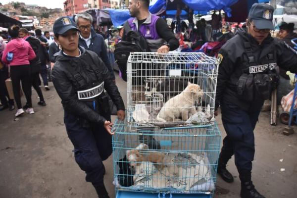 Rescatan mascotas y prohíben comercialización ambulante