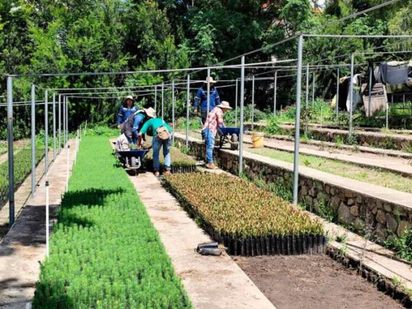 Reforestan áreas verdes degradadas por incendios